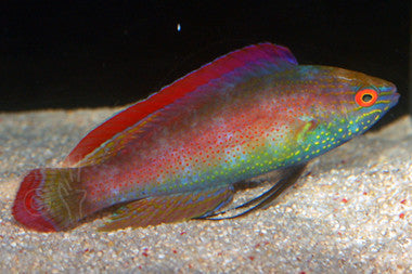 Pink Margin Fairy Wrasse - Male