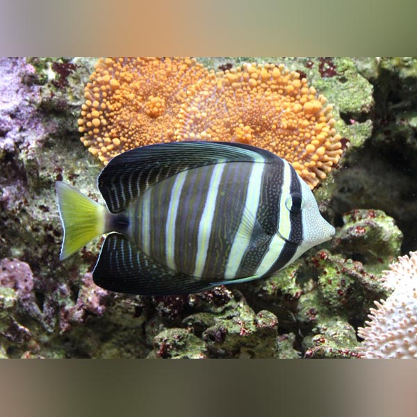 Sailfin Tang