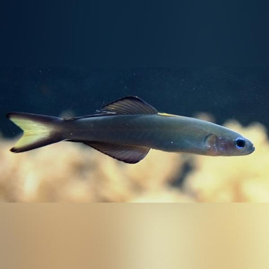 Scissortail Goby