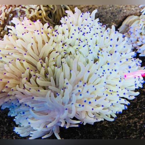 Sebae Purple Tip Anemone