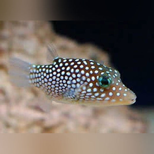 Sharp Nose White Spot Puffer