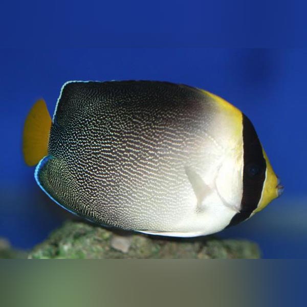 Singapore Angelfish