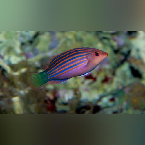 Six Line Wrasse