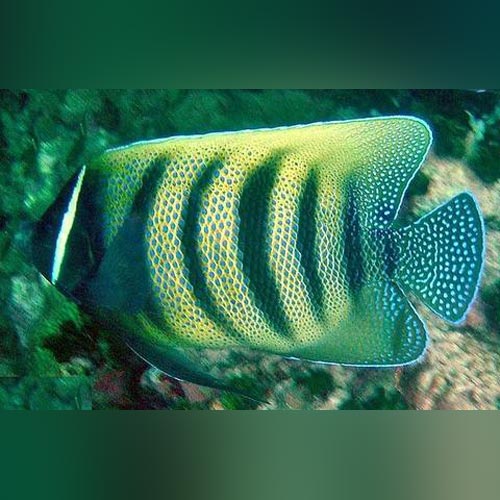 Six Bar Angelfish