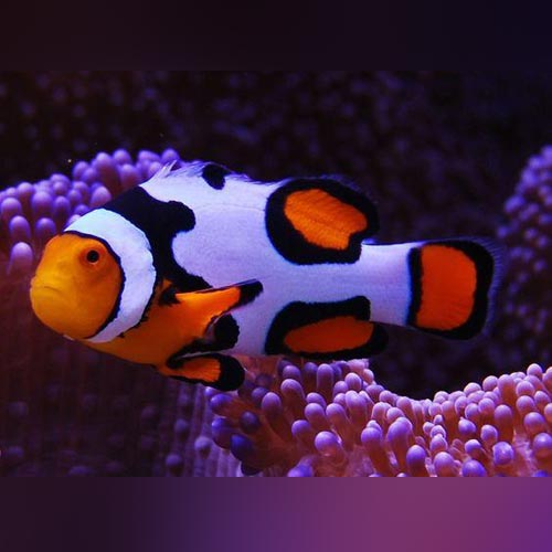 Snowflake Clownfish