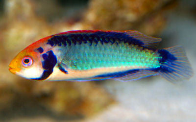 Red Head Fairy Wrasse - Male