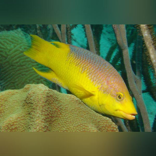 Spanish Hogfish