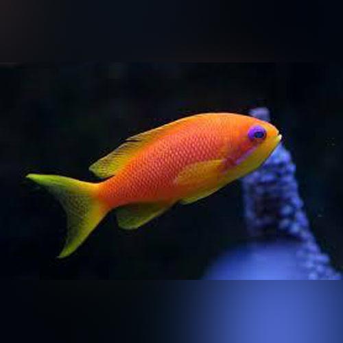 Squamipinis Blue Eye Anthias - Female