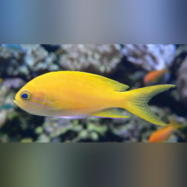 Squareback Anthias - Female