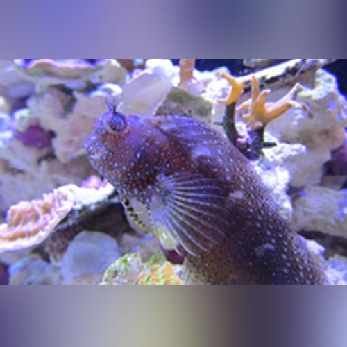 Starry Blenny