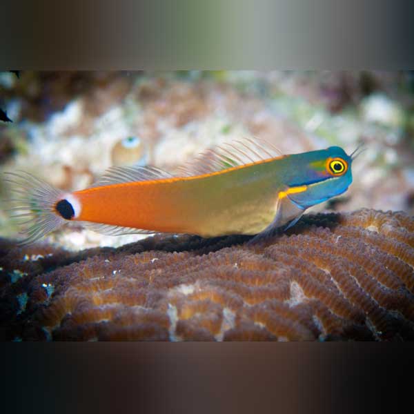 Tailspot Blenny