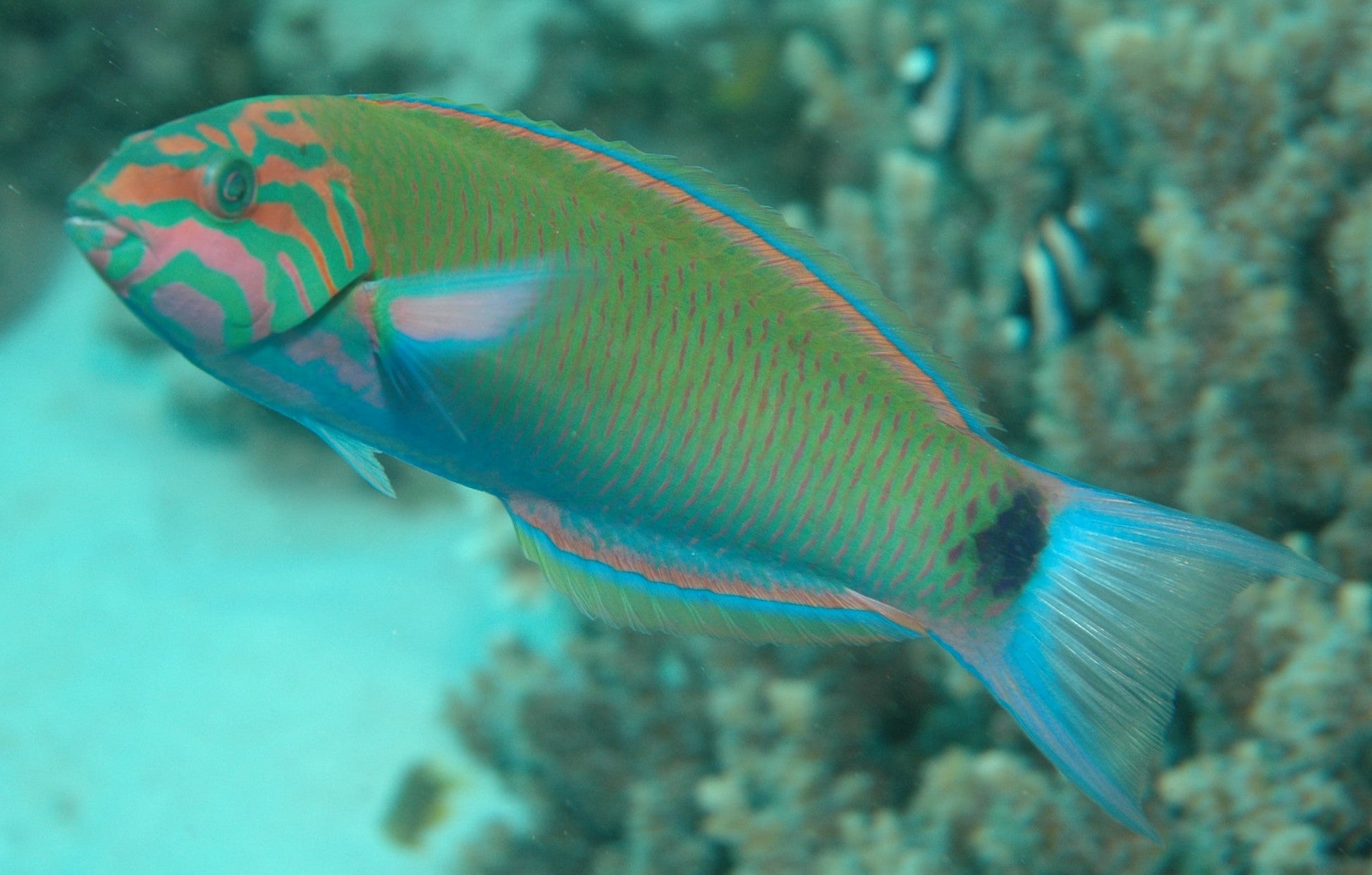 Lunare Wrasse