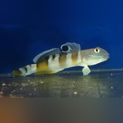 Tiger Watchman Goby