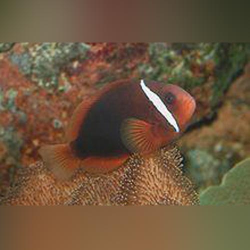 Tomato Clownfish