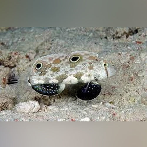 Twin Spot Signal Goby