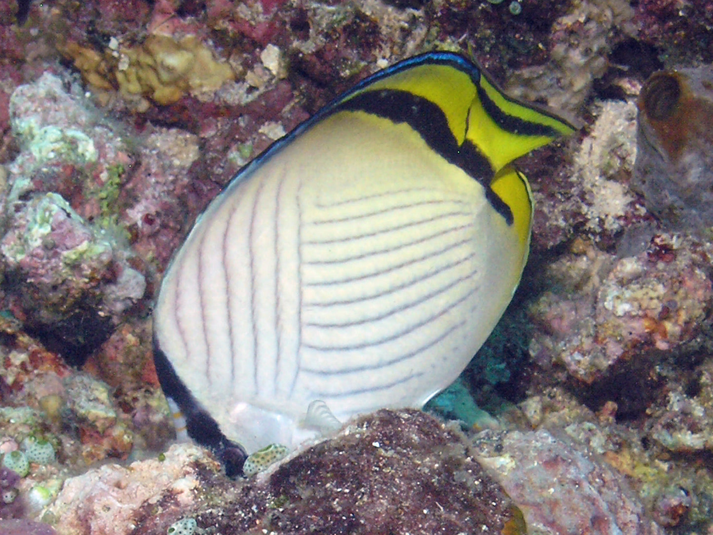 Vagabond Butterflyfish