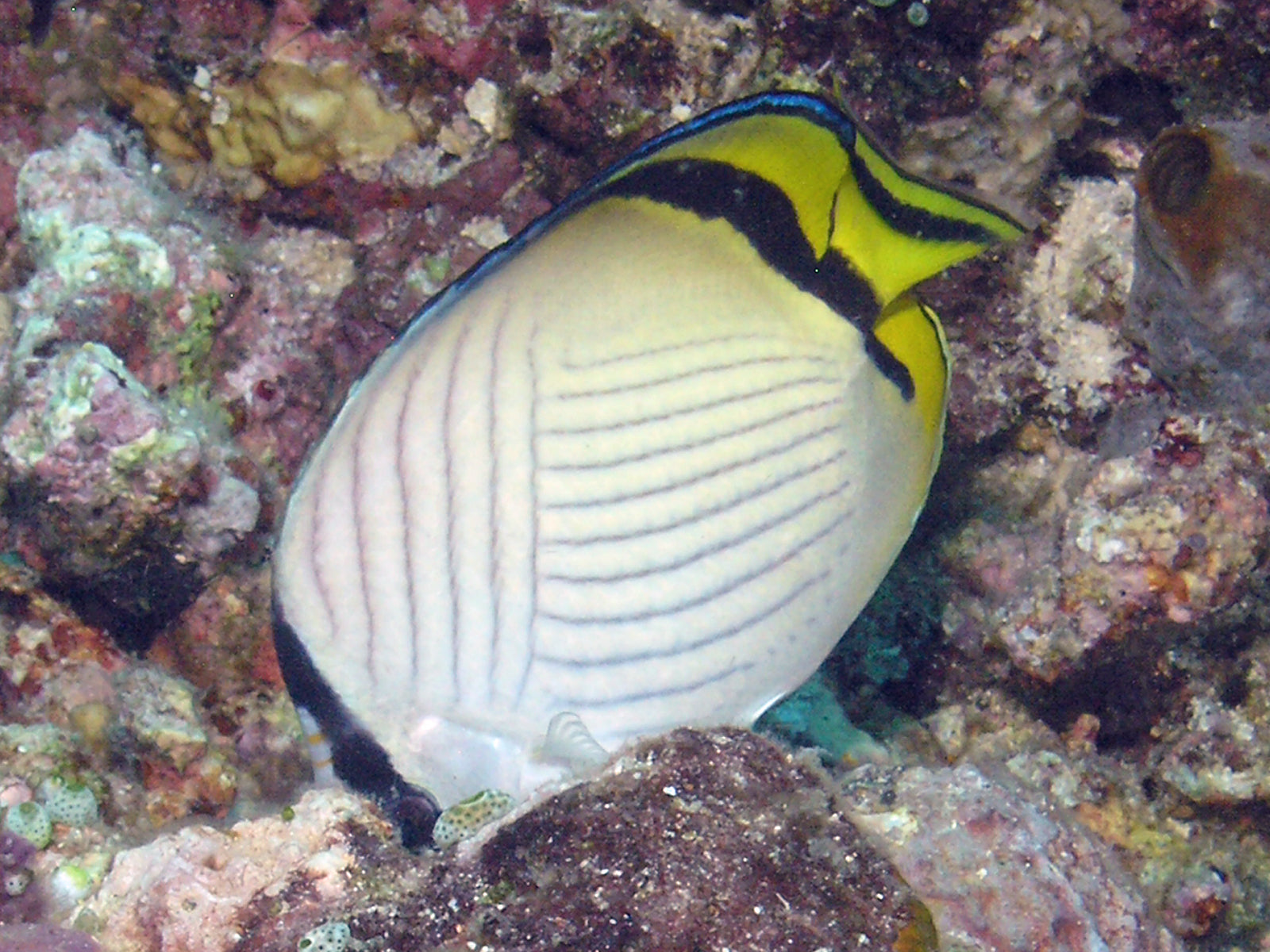 Vagabond Butterflyfish