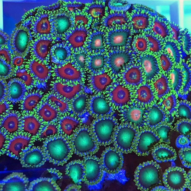 Watermelon Zoanthid