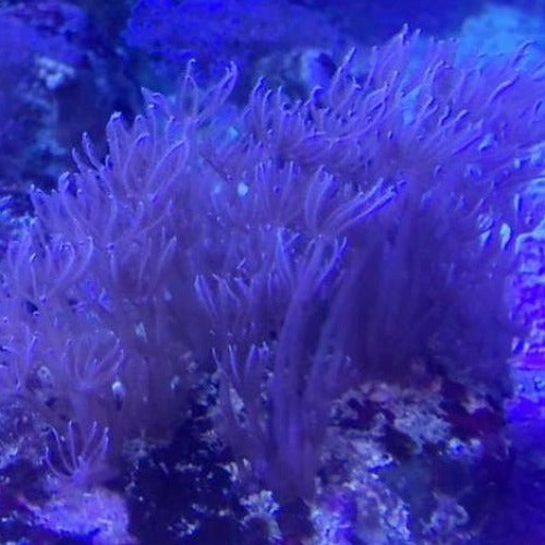 Waving Hand - Blue Xenia