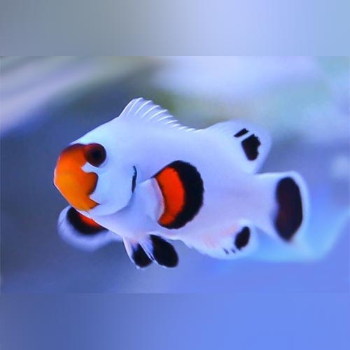 Wyoming White Clownfish