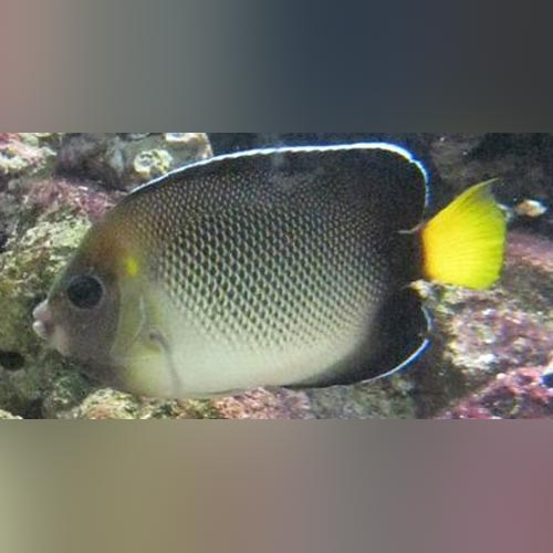 Xanthurus Angelfish