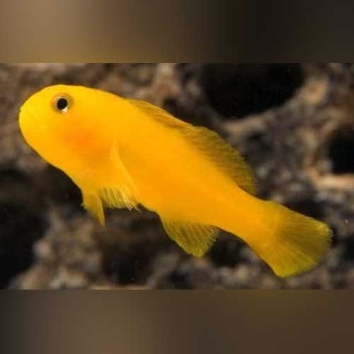 Yellow Clown Goby