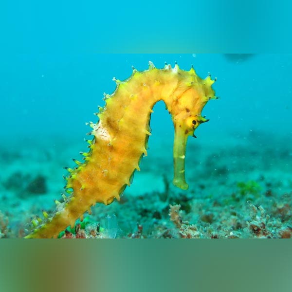 Yellow Seahorse - Tank Raised