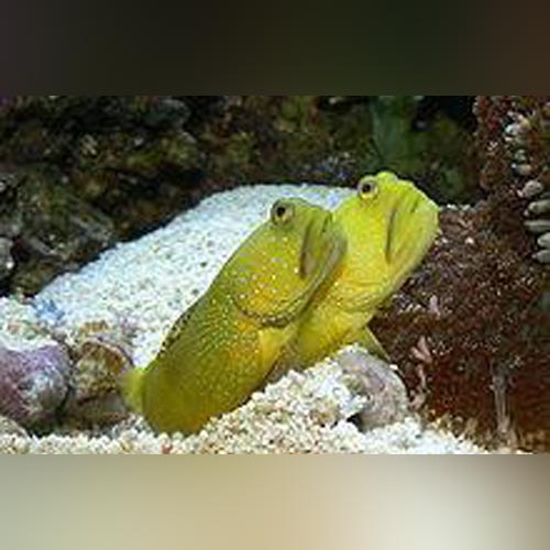 Yellow Watchman Goby