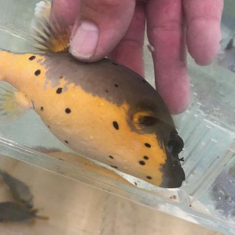 Yellow Belly Dogface Puffer