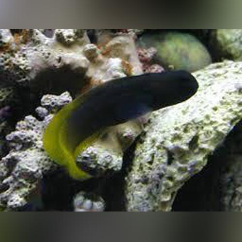 Yellowtail Blenny