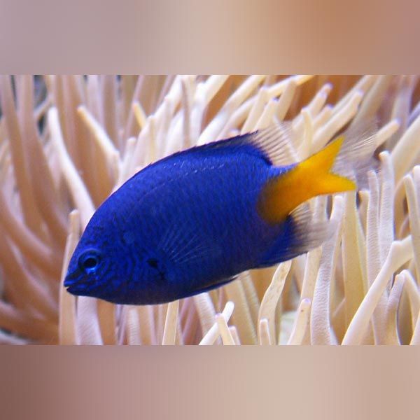 Yellowtail Damselfish