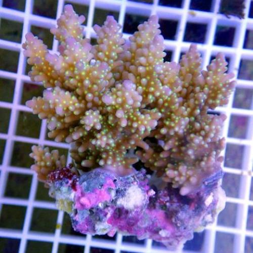 Acropora Coral