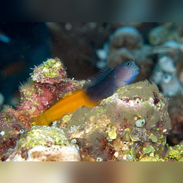 Bicolor Blenny