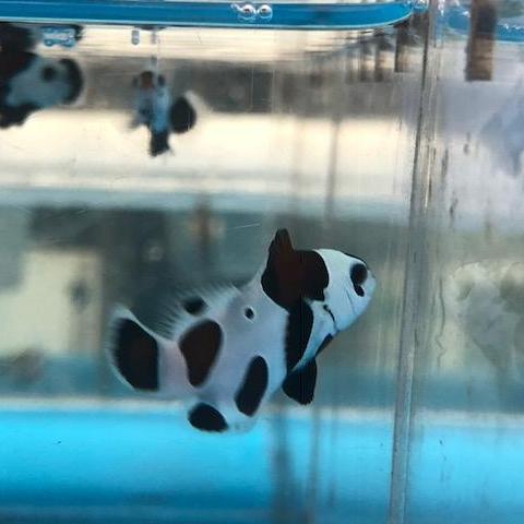 Black Storm Clownfish