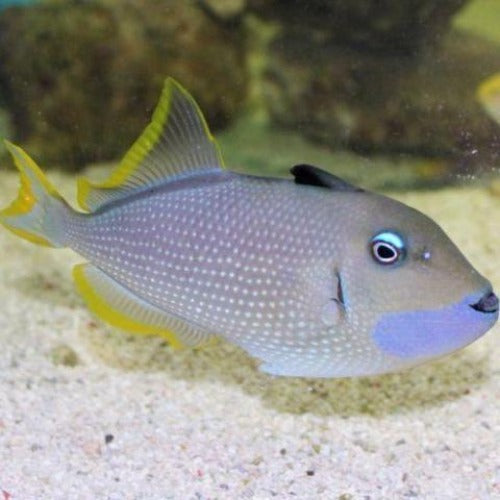 Blue Jaw Triggerfish - Female