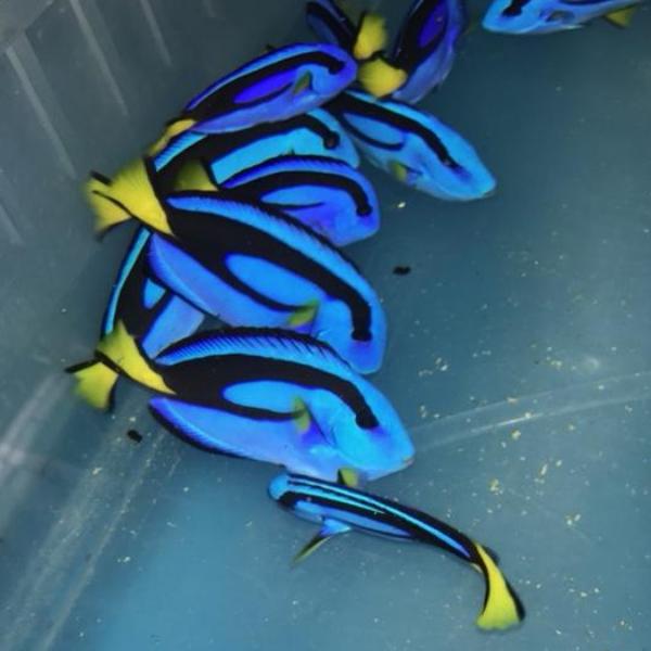 Blue Tang