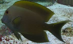 Orange Stripe Bristletooth Tang