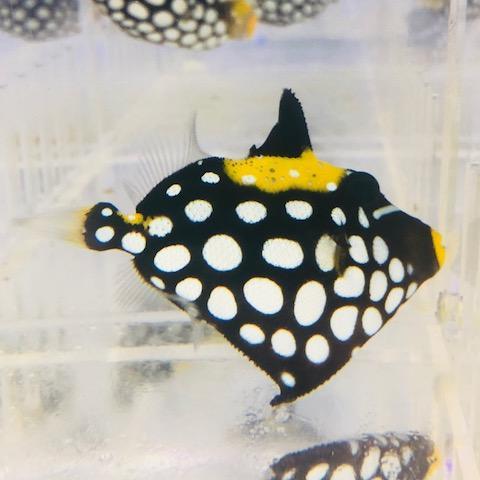 Clown Triggerfish