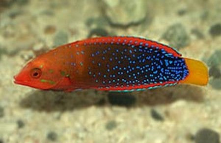 Red Coris Wrasse