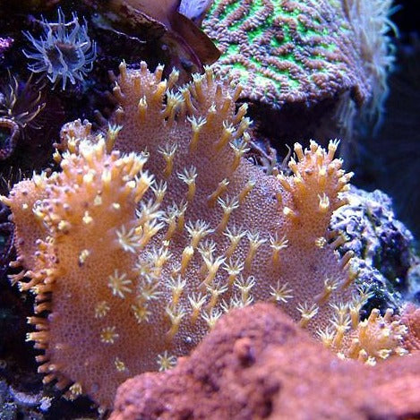 Devil's Hand Coral