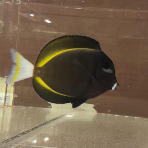 Gold Rim Tang