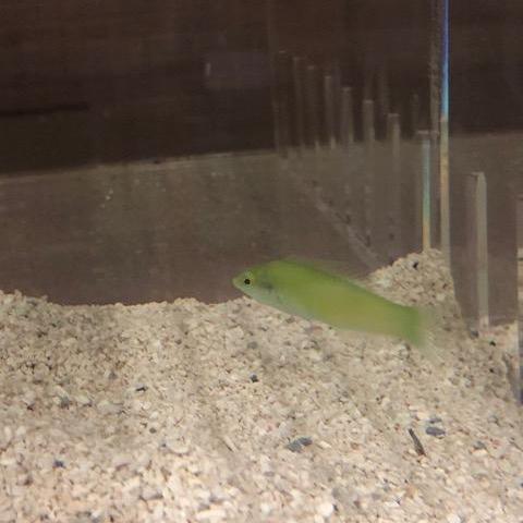 Green Coris Wrasse