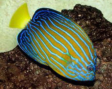 Blueline Angelfish