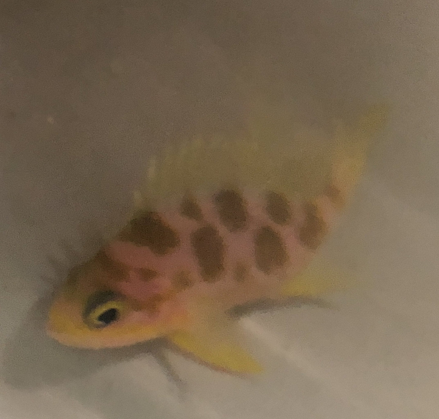 Borbonius Anthias