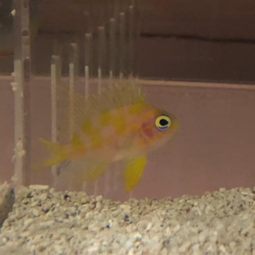 Borbonius Anthias