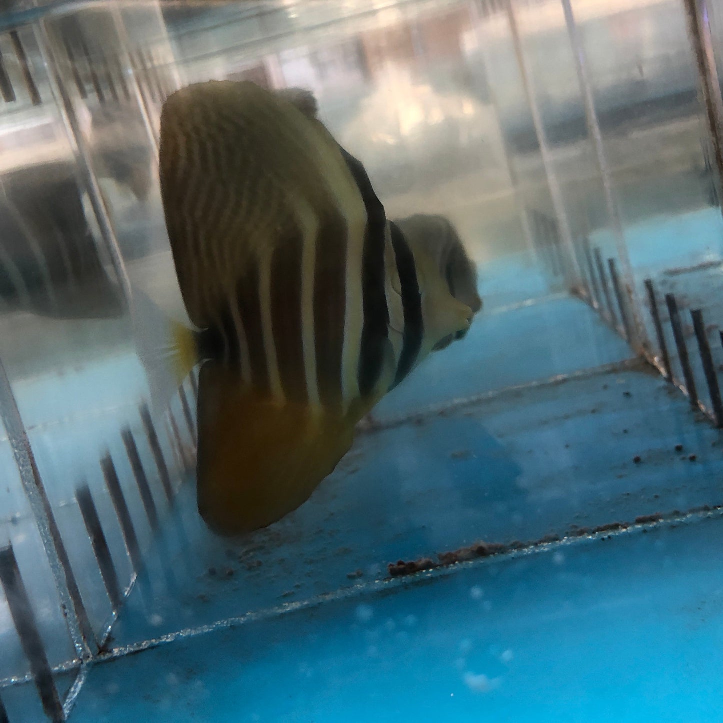 Sailfin Tang