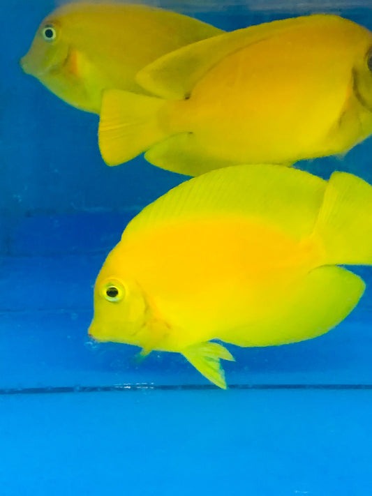 Mimic Yellow Tang