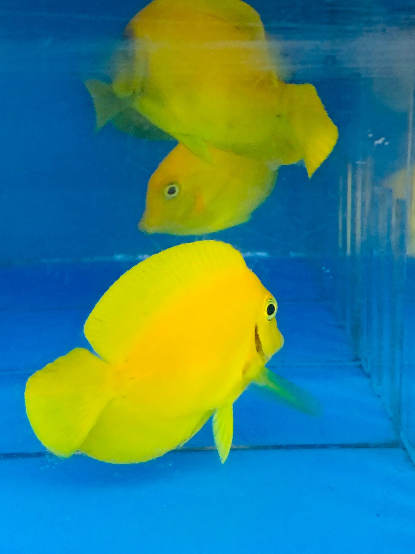 Mimic Yellow Tang