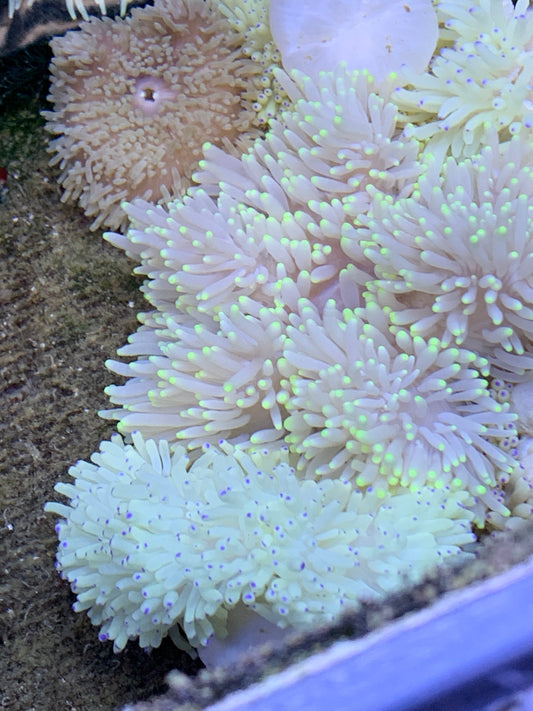 Sebae Anemone