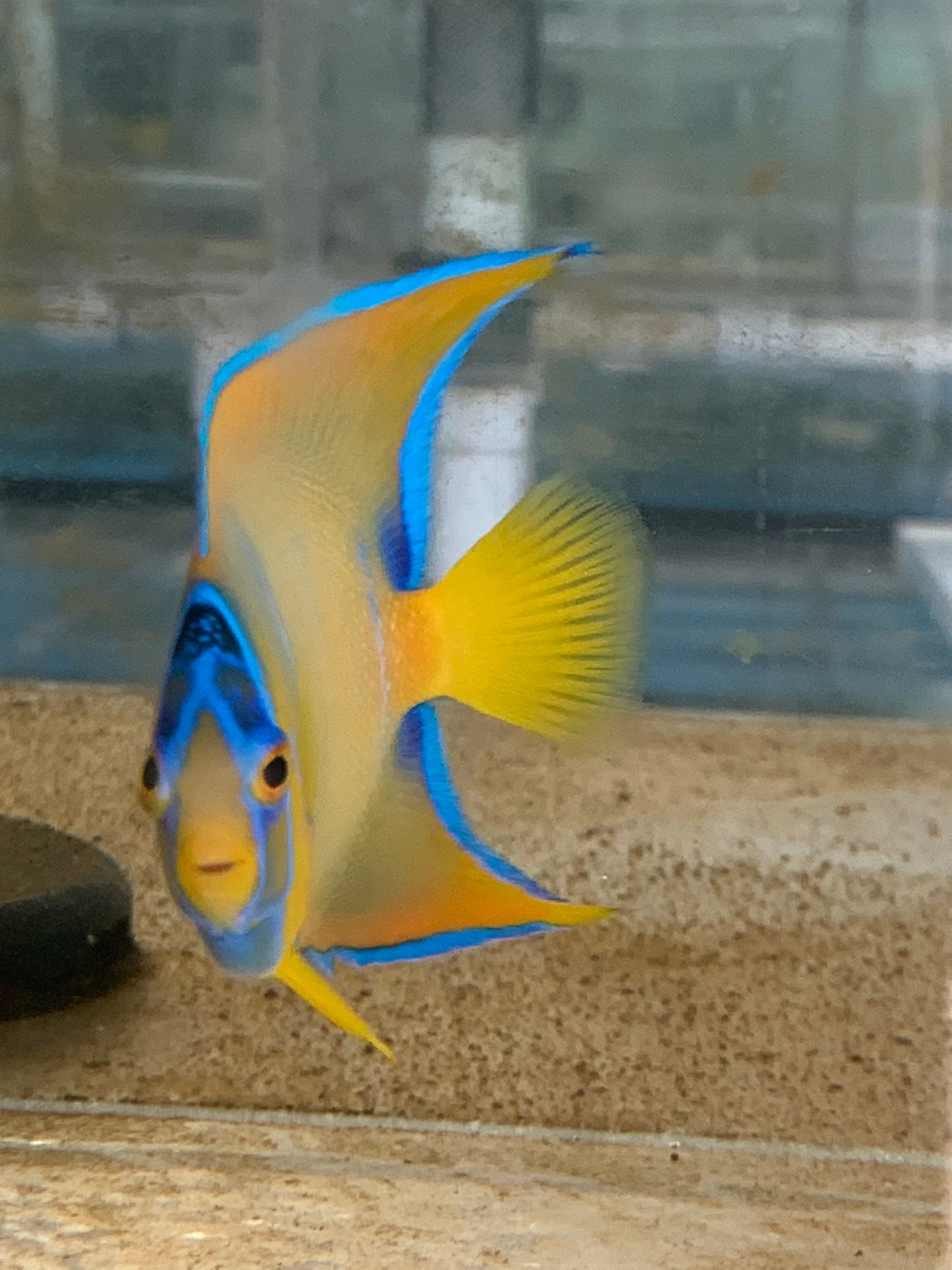 Queen Angelfish